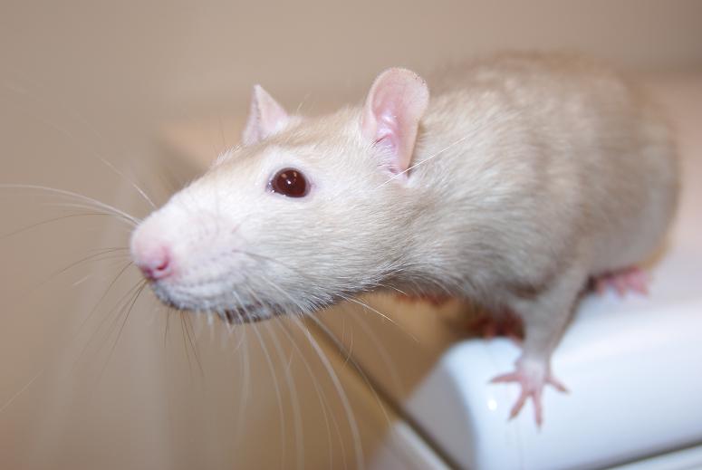 Pet Shop Gloucester Top Tips On Keeping Rats,How Much Is 50 Grams Of Butter