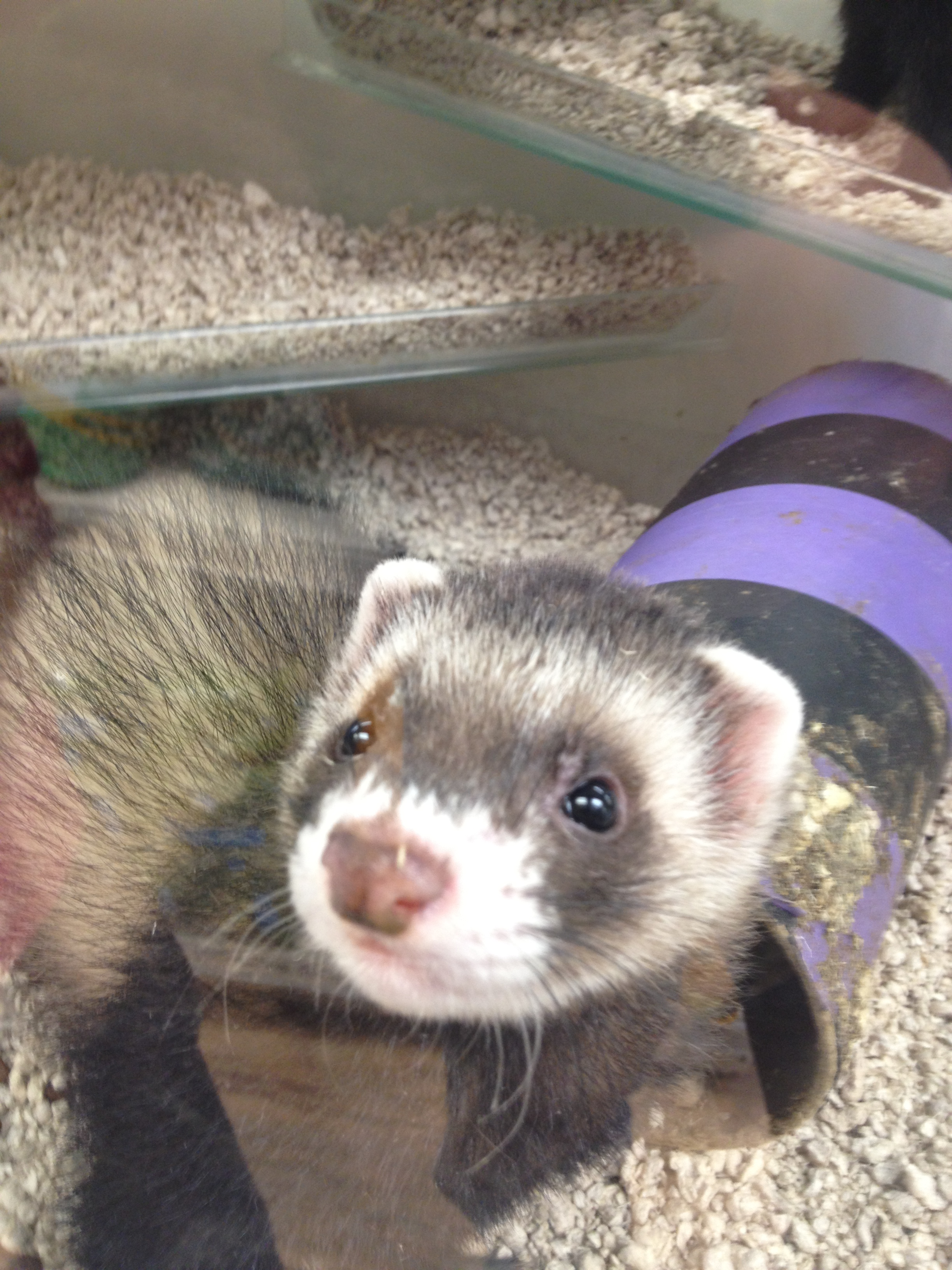 Ferret Kits Now Available Angell Pets The Friendliest Pet Shop In Gloucester