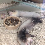 Pet shop Gloucester ferrets