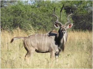 angell pet kudu