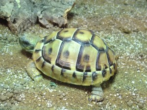 tortoise food