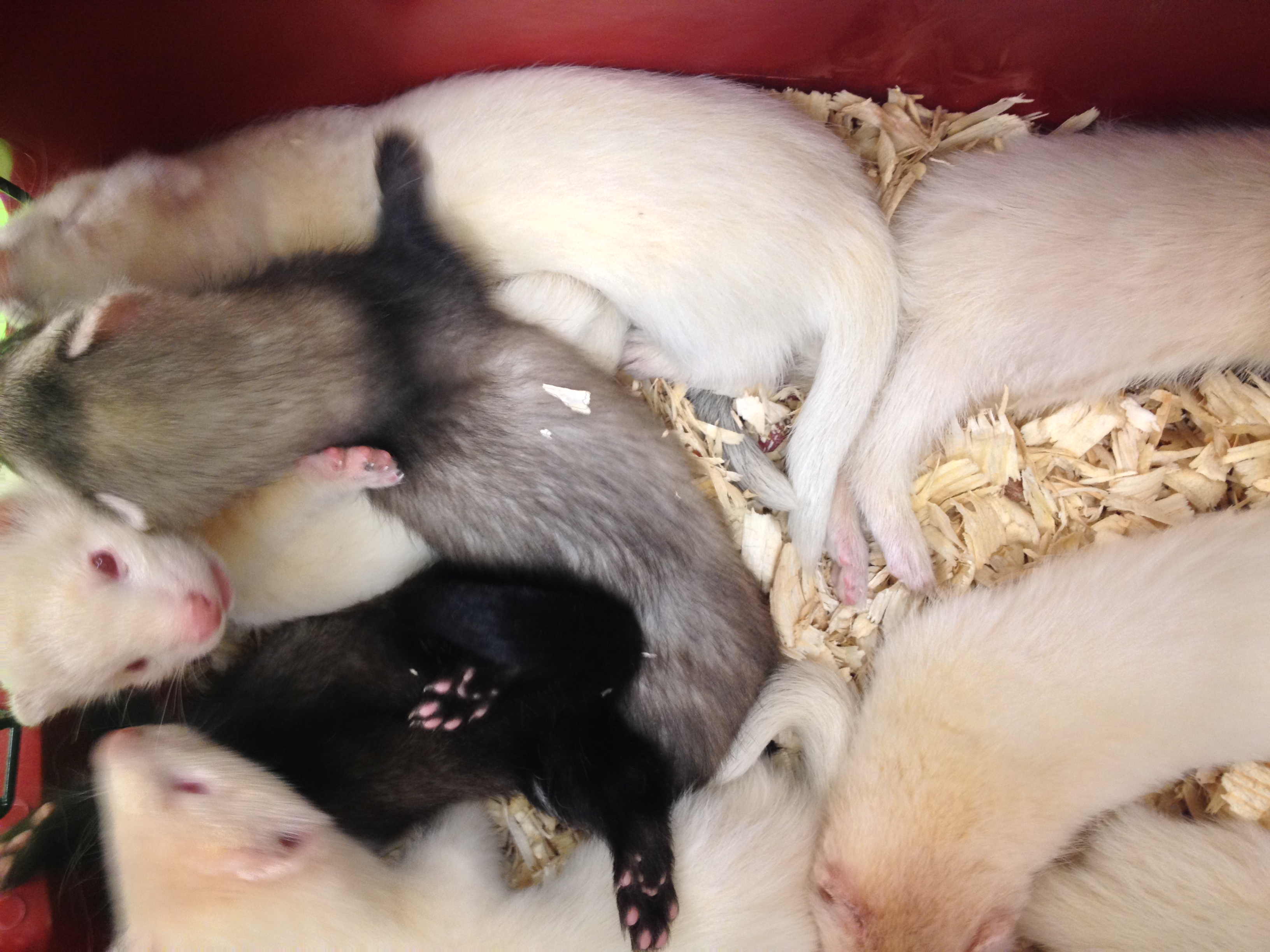 ferrets for sale near me