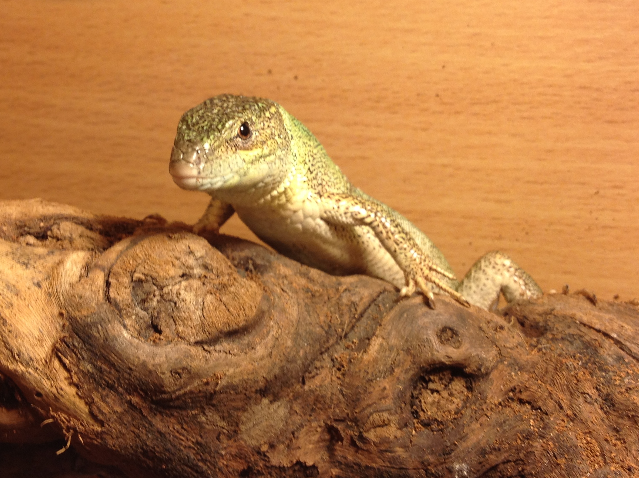 pet shops that sell lizards
