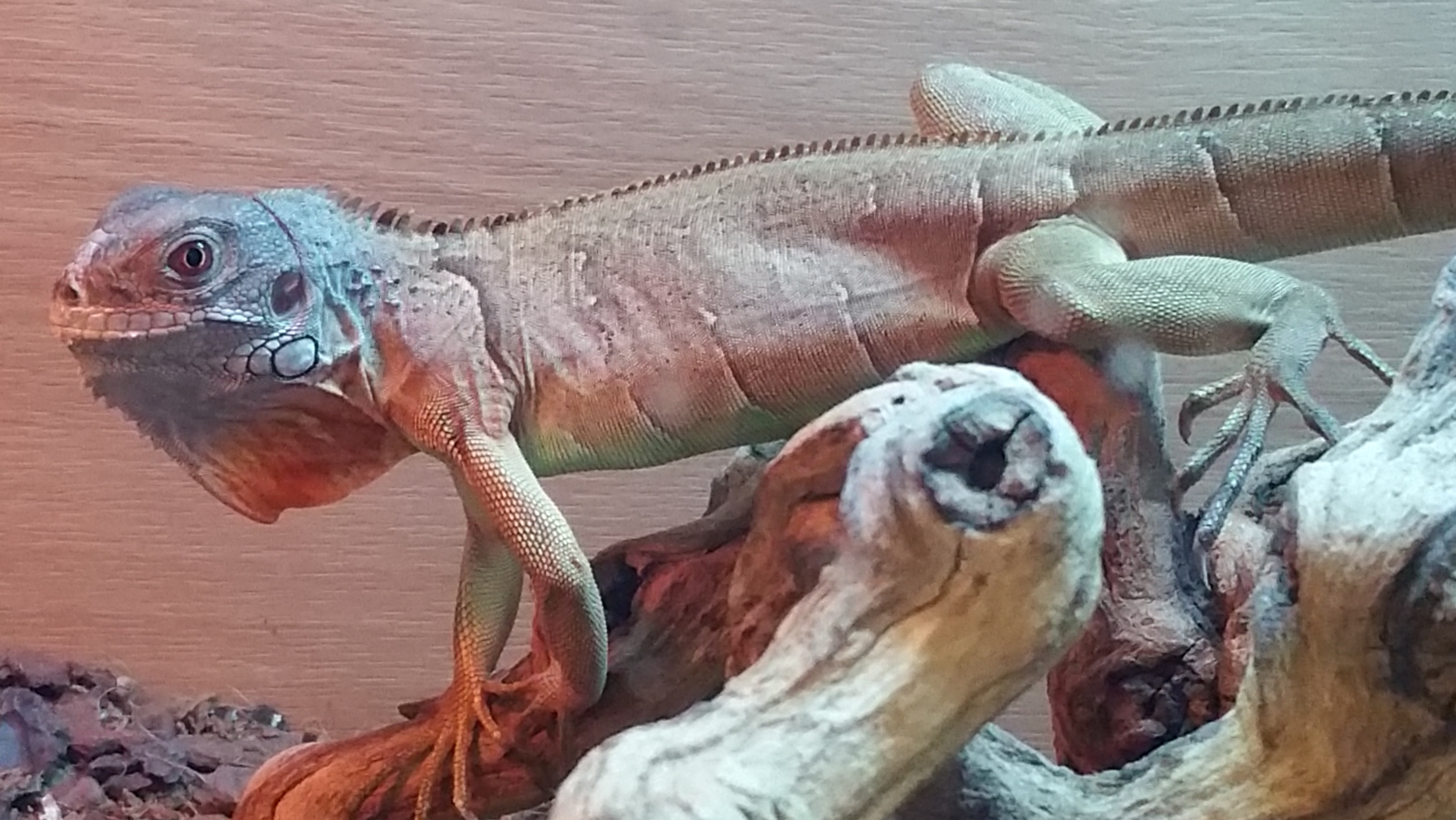 Iguana Care Sheet Angell Pets The Friendliest Pet Shop In Gloucester,What Is A Caper Berry