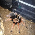spider for sale