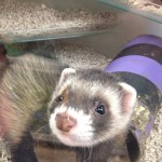 Pet shop gloucester ferret