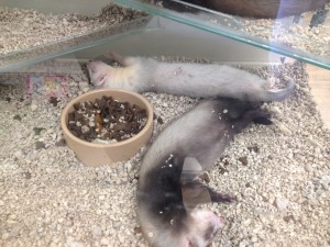 Pet shop Gloucester ferrets