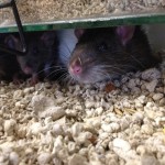 Pet shop Gloucester rats