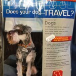 pet shop gloucester travel harness