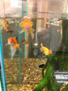 pet shop gloucester goldfish