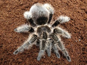 pet shop gloucester spider tarantula
