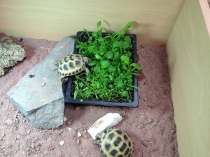 pet shop gloucester tortoise