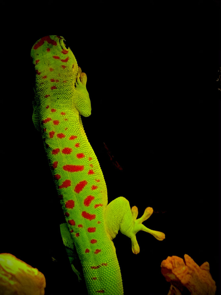 Madagascan giant day gecko